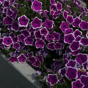 Meet your Posher, Sumya